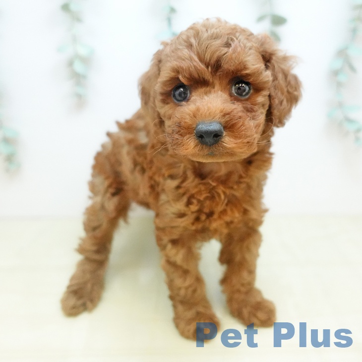 トイ・プードル