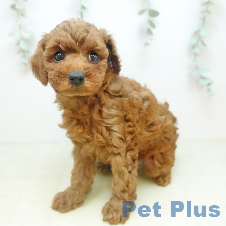 トイ・プードルの写真2