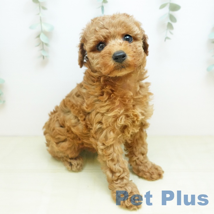 トイ・プードル