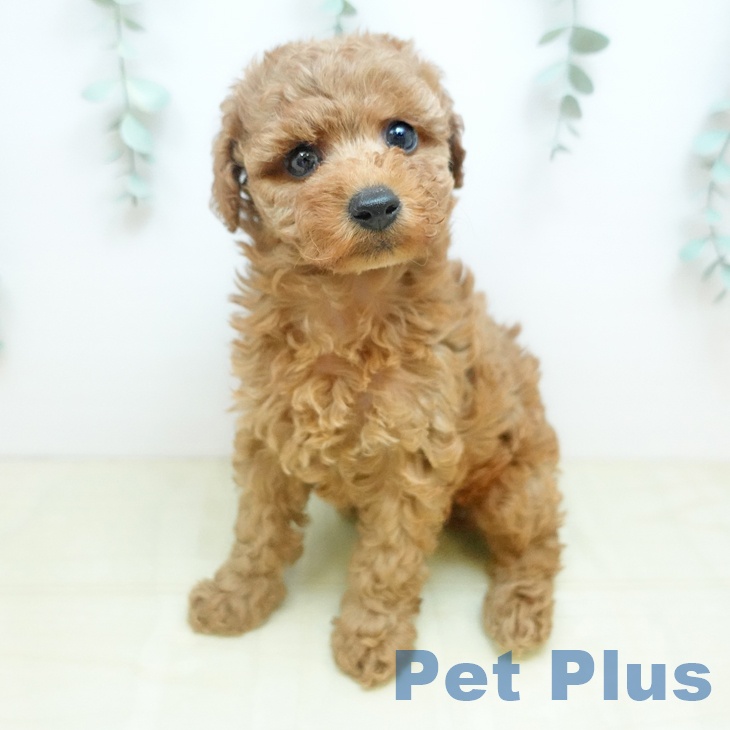 トイ・プードル