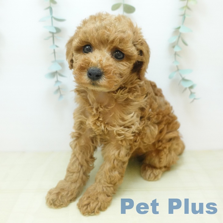 トイ・プードル