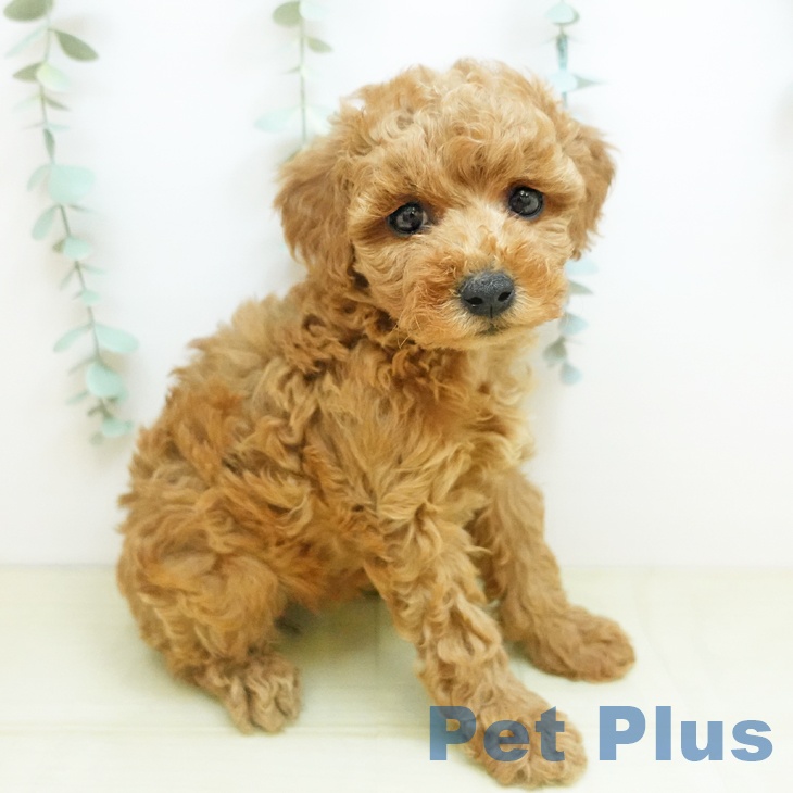 トイ・プードルの写真2