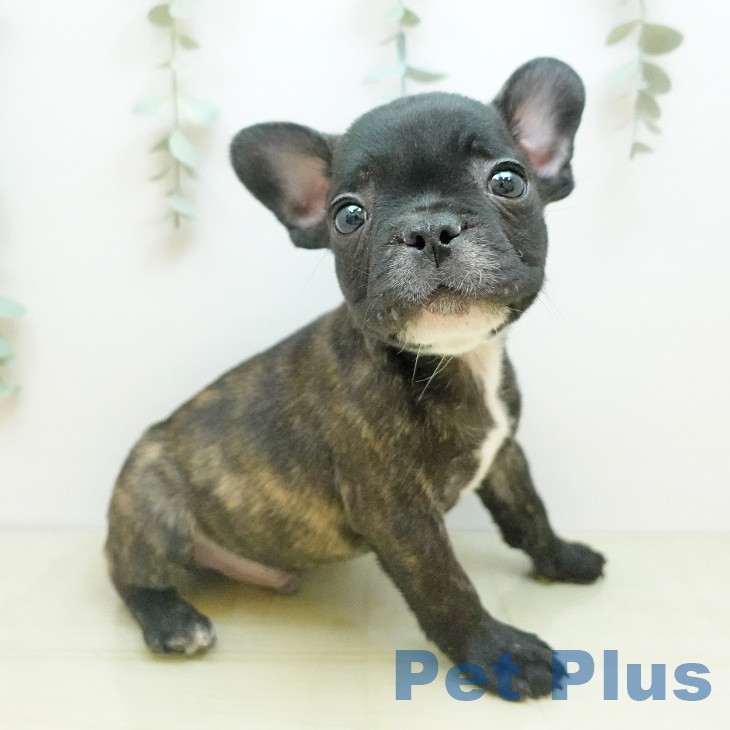 フレンチ・ブルドッグ