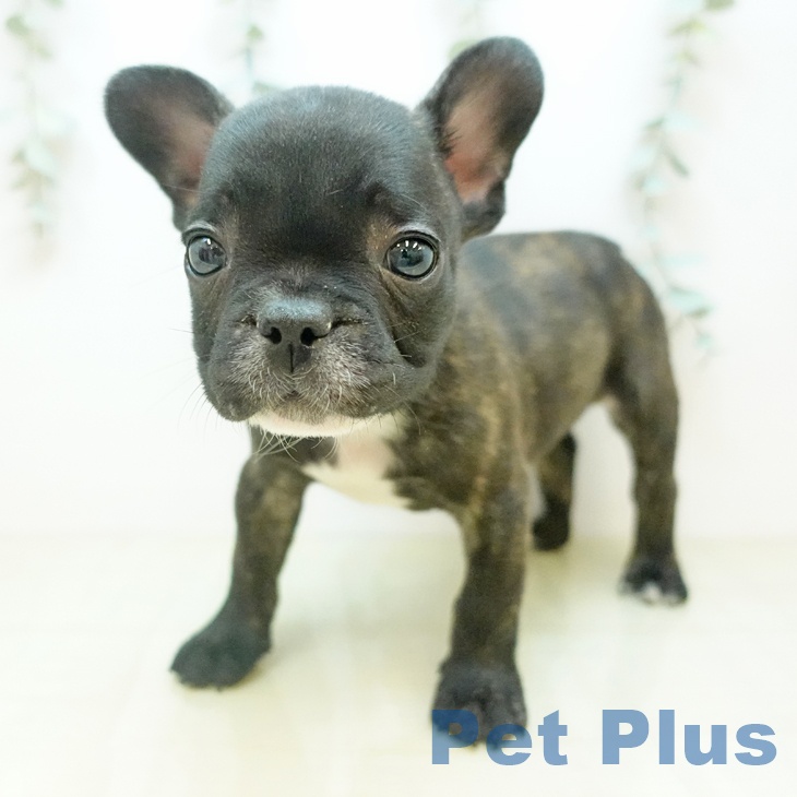 フレンチ・ブルドッグの写真2