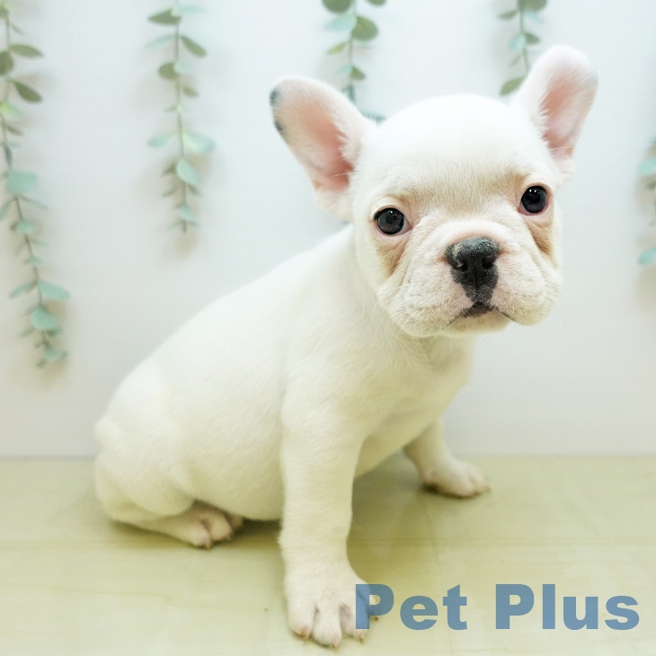 フレンチ・ブルドッグ