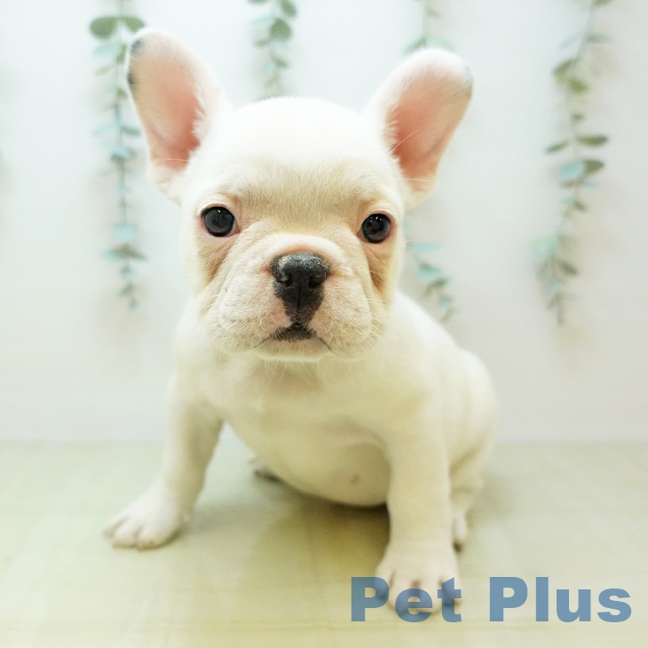 フレンチ・ブルドッグの写真2