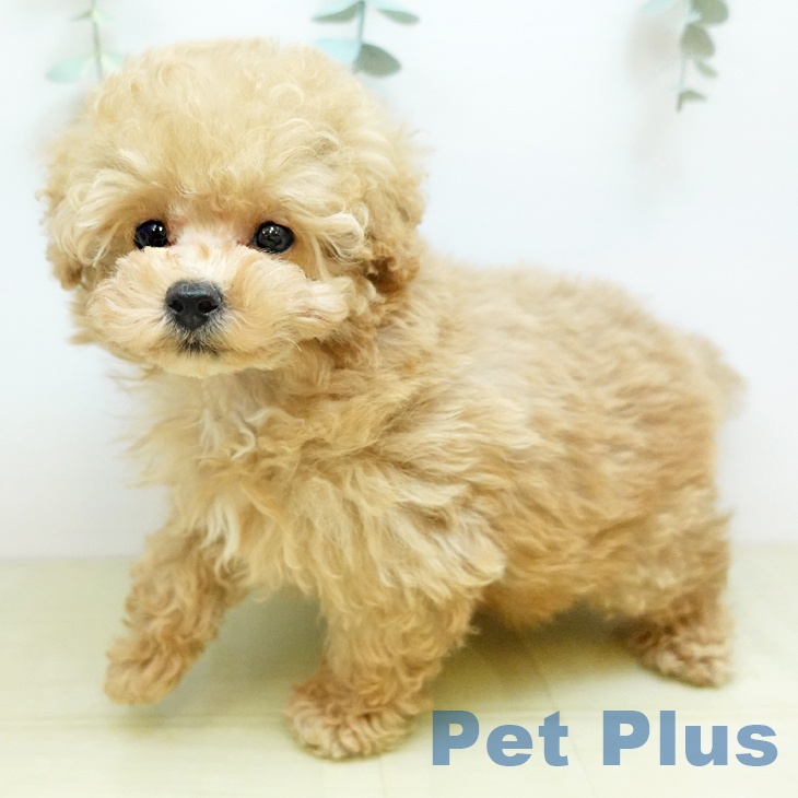 トイ・プードル