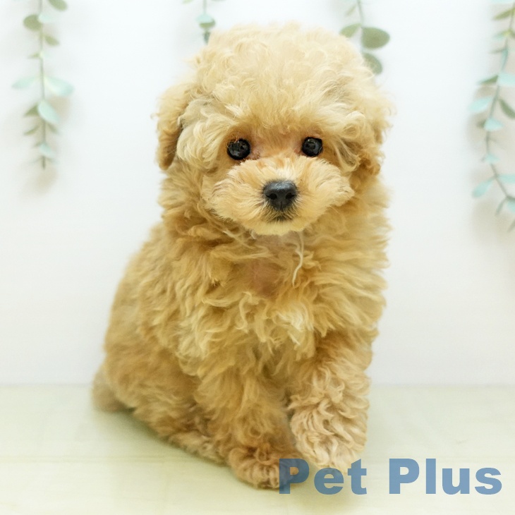 トイ・プードルの写真2