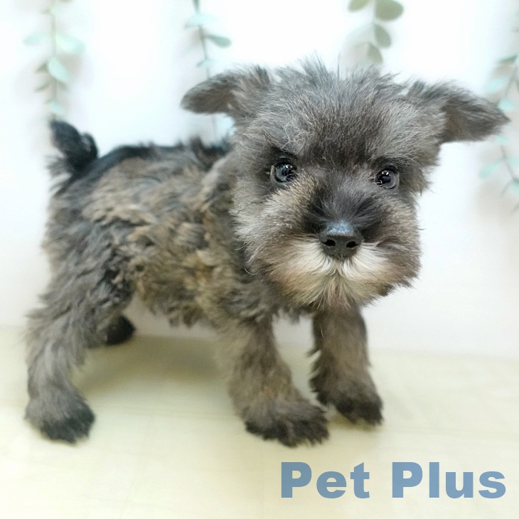 ミニチュア・シュナウザー