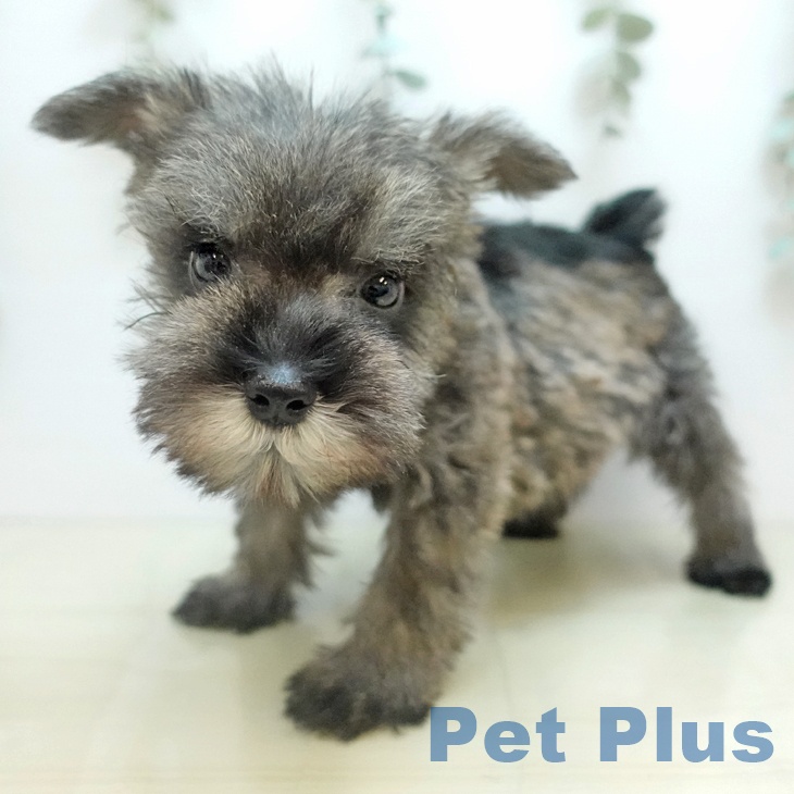 ミニチュア・シュナウザーの写真2