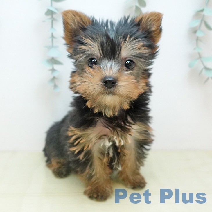 ヨークシャー・テリア