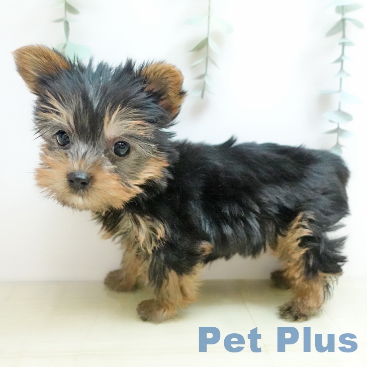 ヨークシャー・テリア