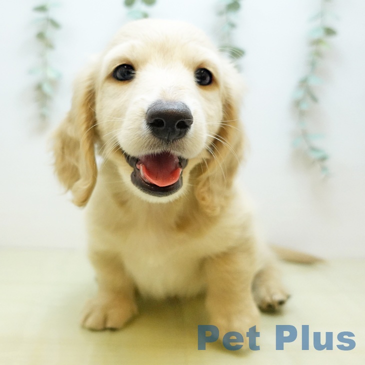 ミニチュア・ダックスフンド