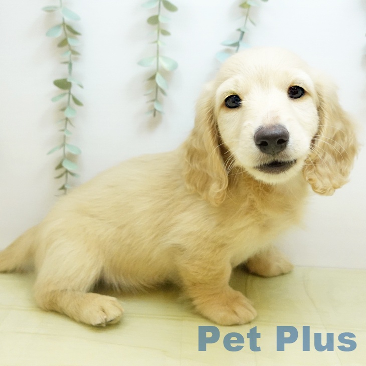 ミニチュア・ダックスフンドの写真2