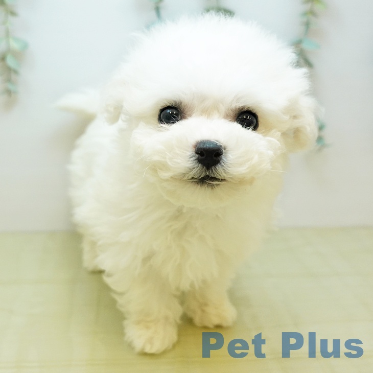 ビション・フリーゼ