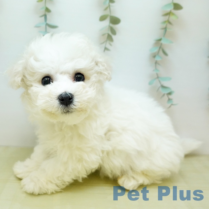 ビション・フリーゼ