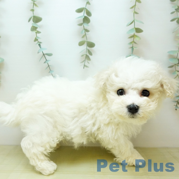 ビション・フリーゼの写真2