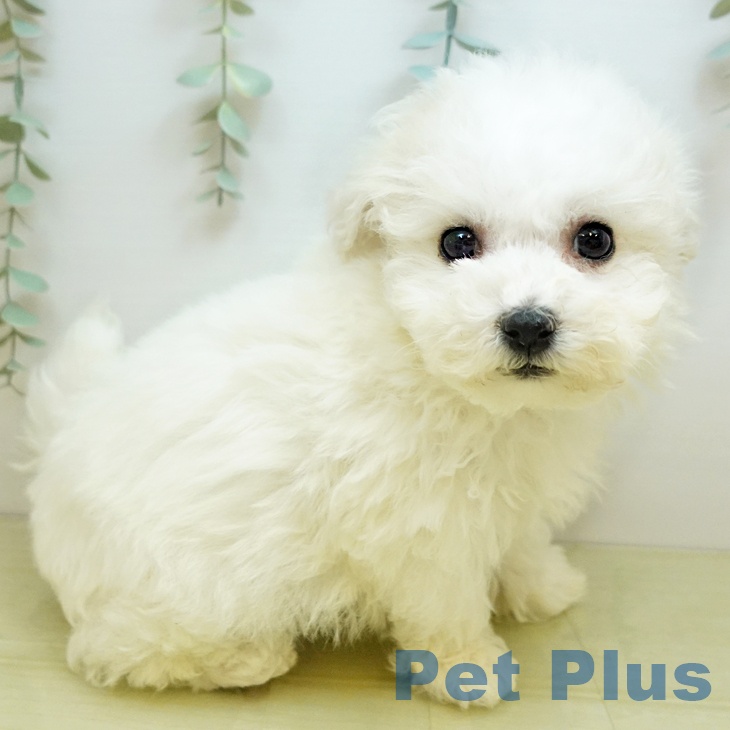 ビション・フリーゼの写真2