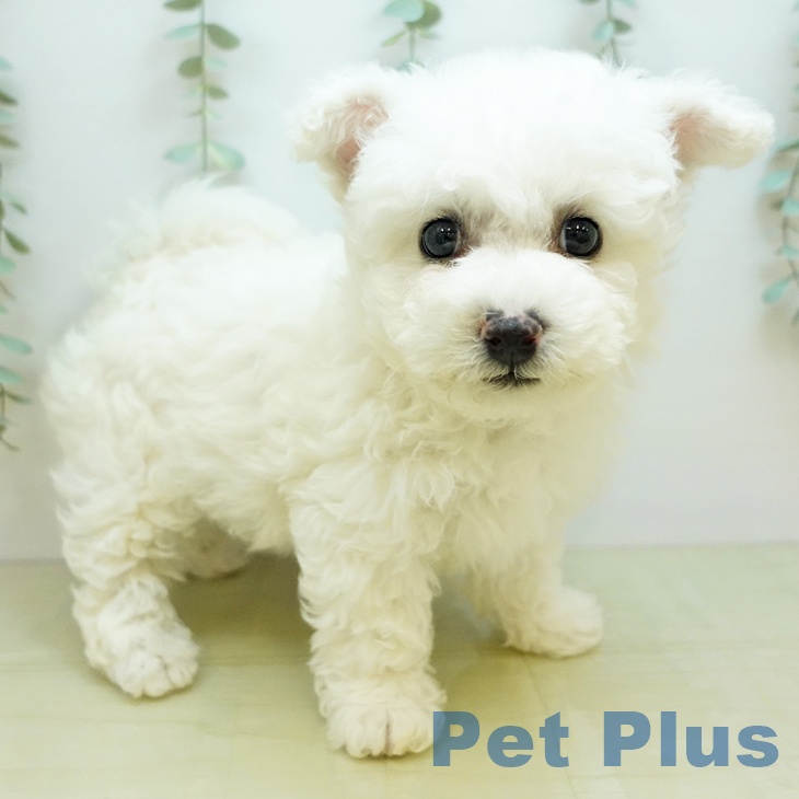 ビション・フリーゼの写真2