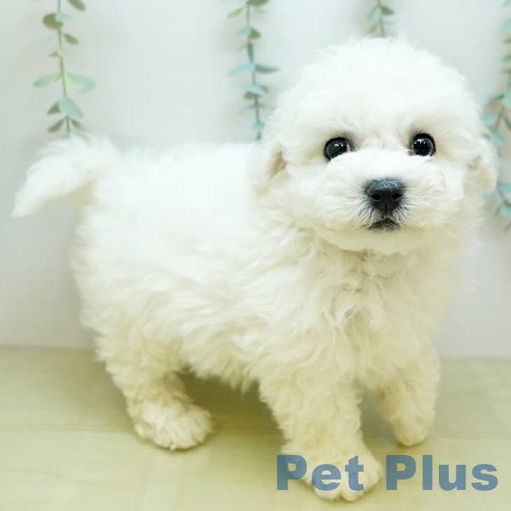 ビション・フリーゼ