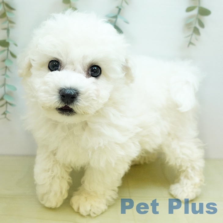 ビション・フリーゼの写真2