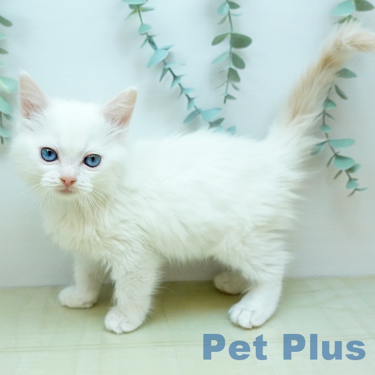 ラグドールの写真2