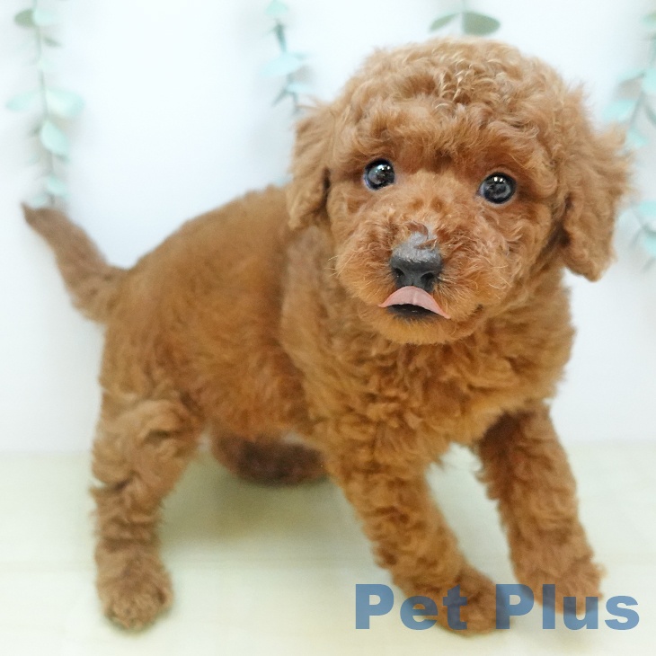 トイ・プードル