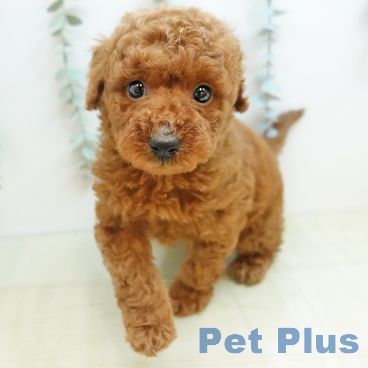 トイ・プードルの写真2