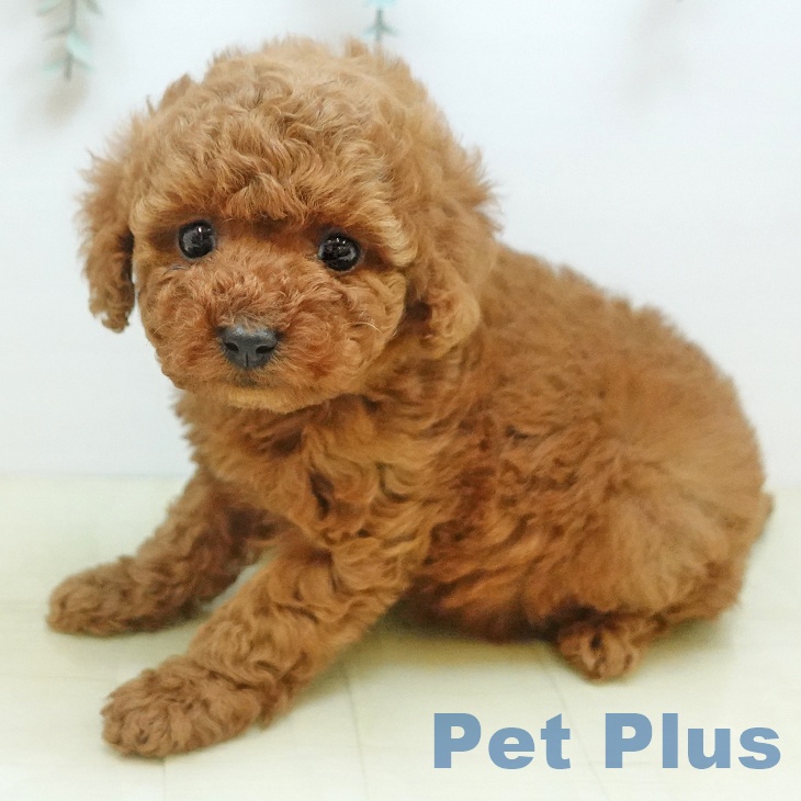 トイ・プードル