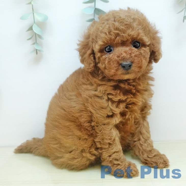 トイ・プードルの写真2