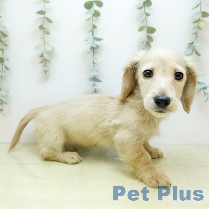 ミニチュア・ダックスフンド