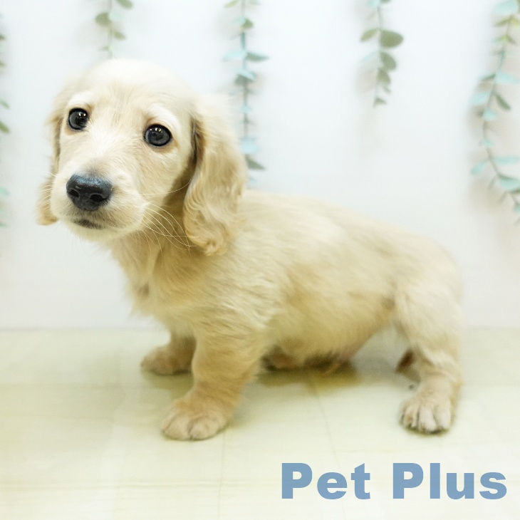 ミニチュア・ダックスフンド