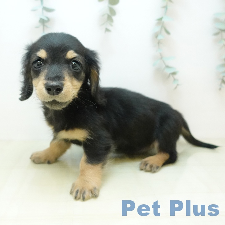 ミニチュア・ダックスフンド