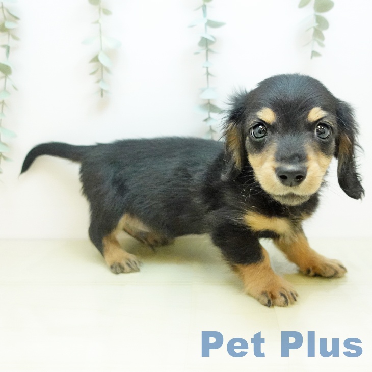 ミニチュア・ダックスフンドの写真2