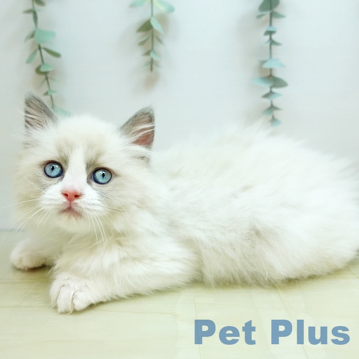 ラグドールの写真2