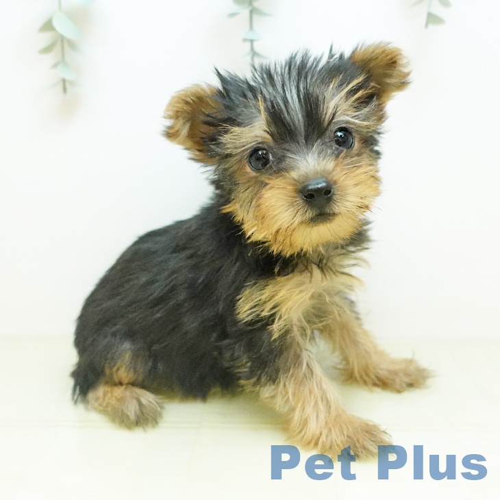 ヨークシャー・テリア