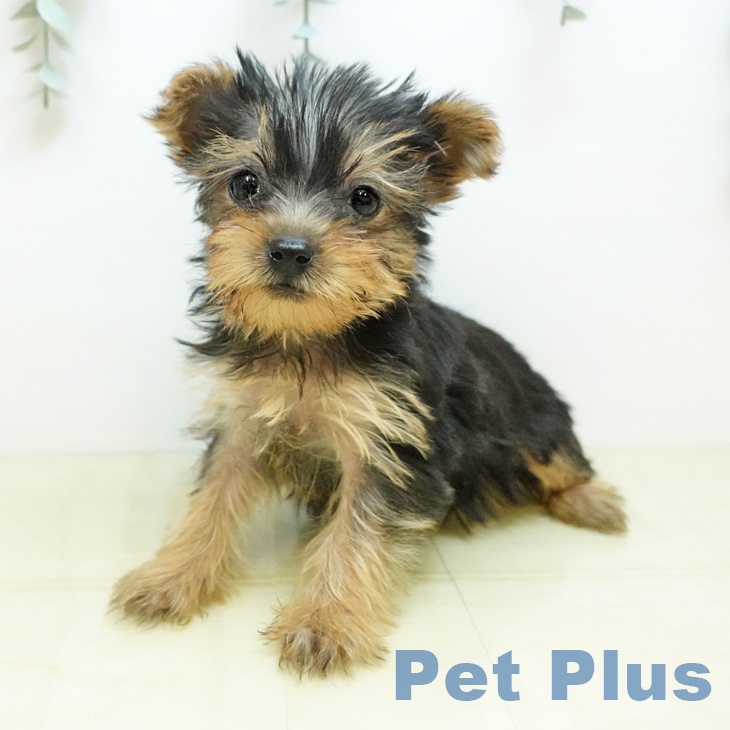 ヨークシャー・テリアの写真2