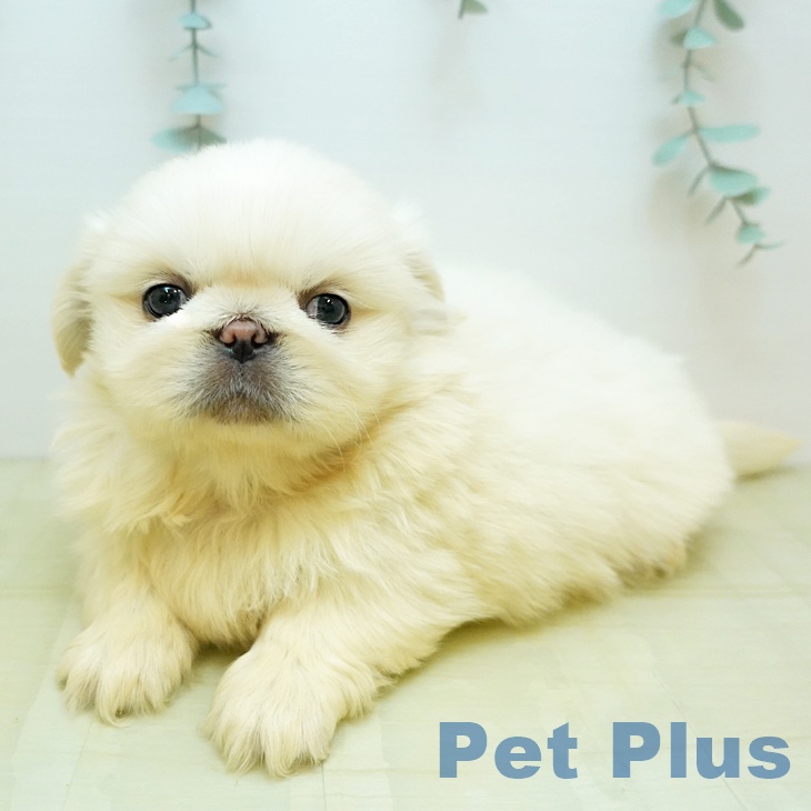 ペキニーズの写真2