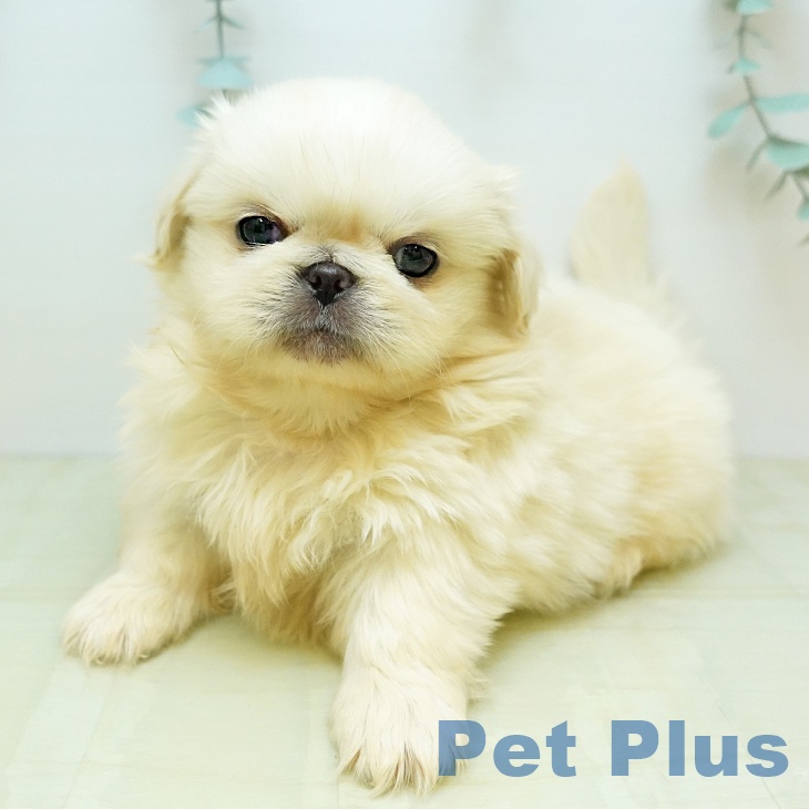 ペキニーズの写真2