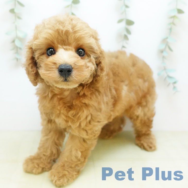 トイ・プードル