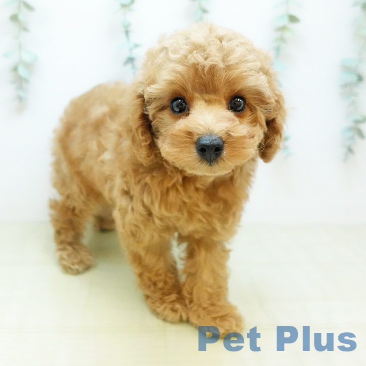 トイ・プードルの写真2