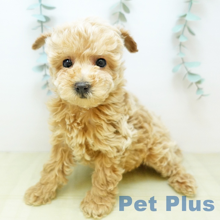 トイ・プードル