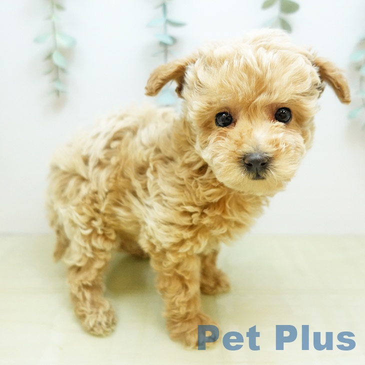 トイ・プードル