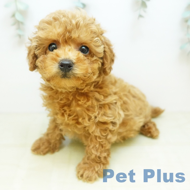 トイ・プードル