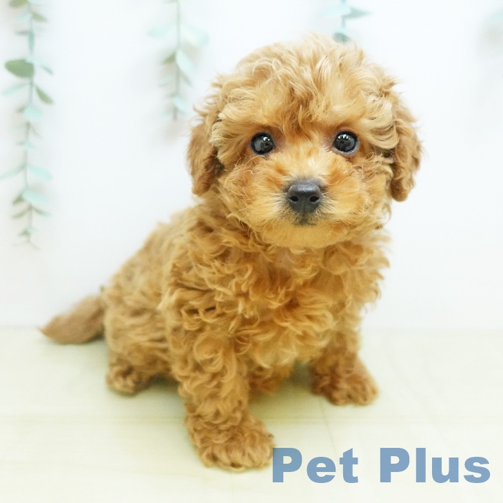 トイ・プードル