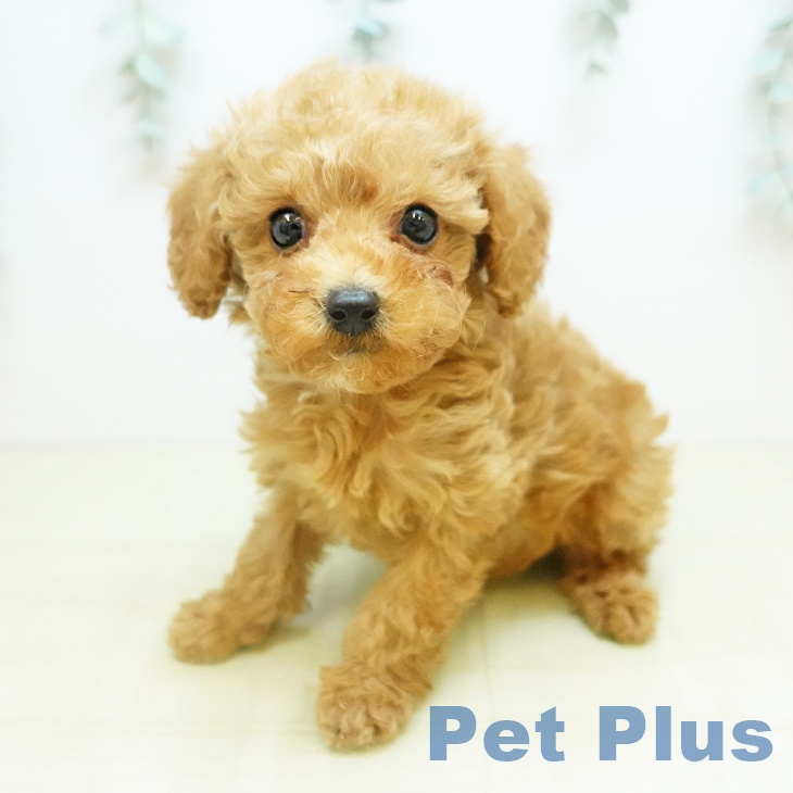 トイ・プードル