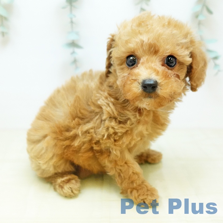 トイ・プードルの写真2