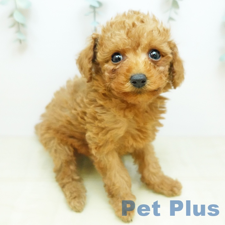 トイ・プードル