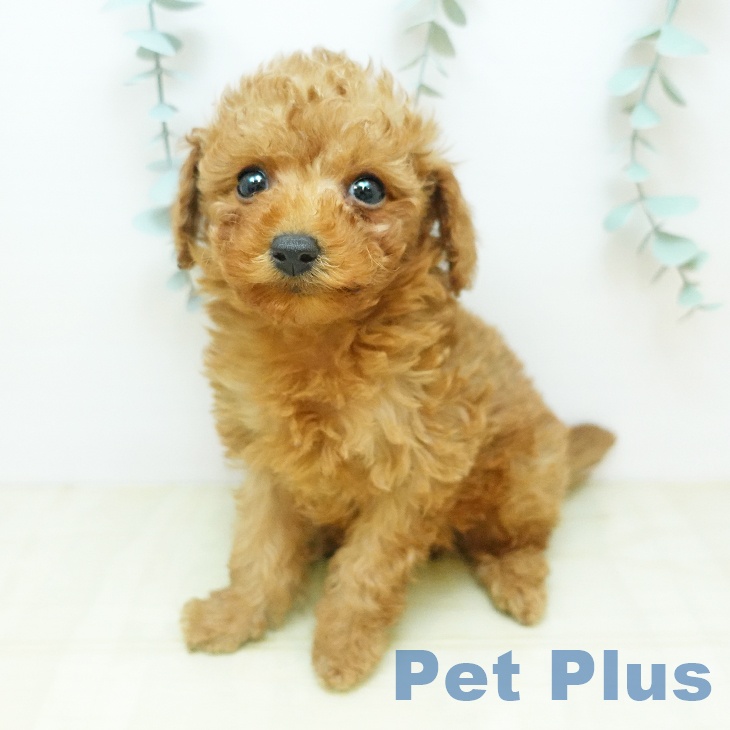 トイ・プードル