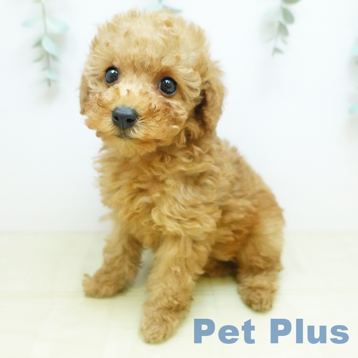 トイ・プードル